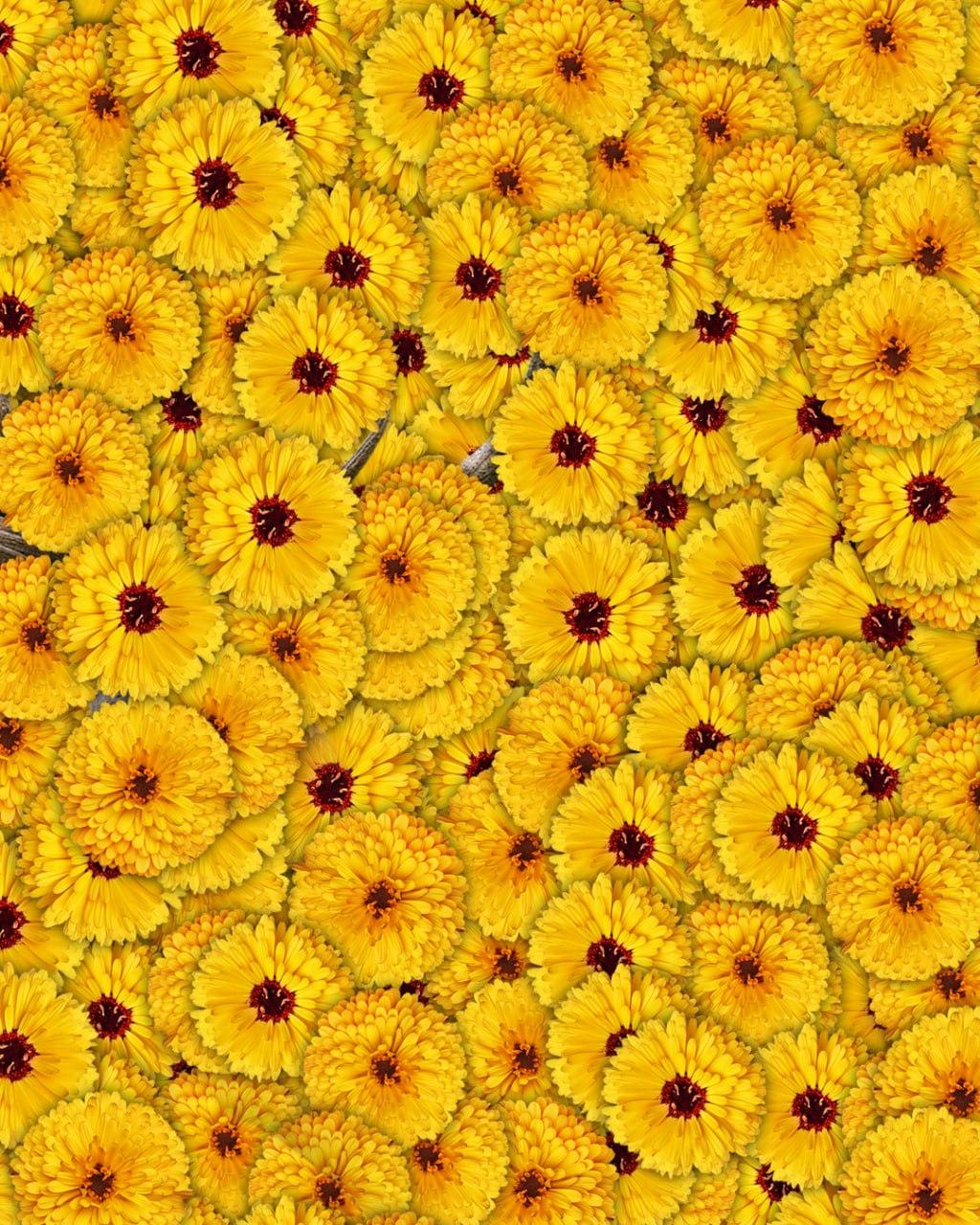 Μόνο 1 στους 10 ανθρώπους θα βρει ένα ελάφι σε μια εικόνα μέσα σε 7 δευτερόλεπτα: μια πολύ σύνθετη οπτική ψευδαίσθηση