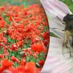 Η πιο δύσκολη οπτική ψευδαίσθηση: πρέπει να βρείτε μια μέλισσα