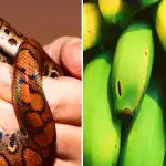 Μόνο λίγοι είναι ικανοί γι' αυτό: μόνο άνθρωποι με υψηλό