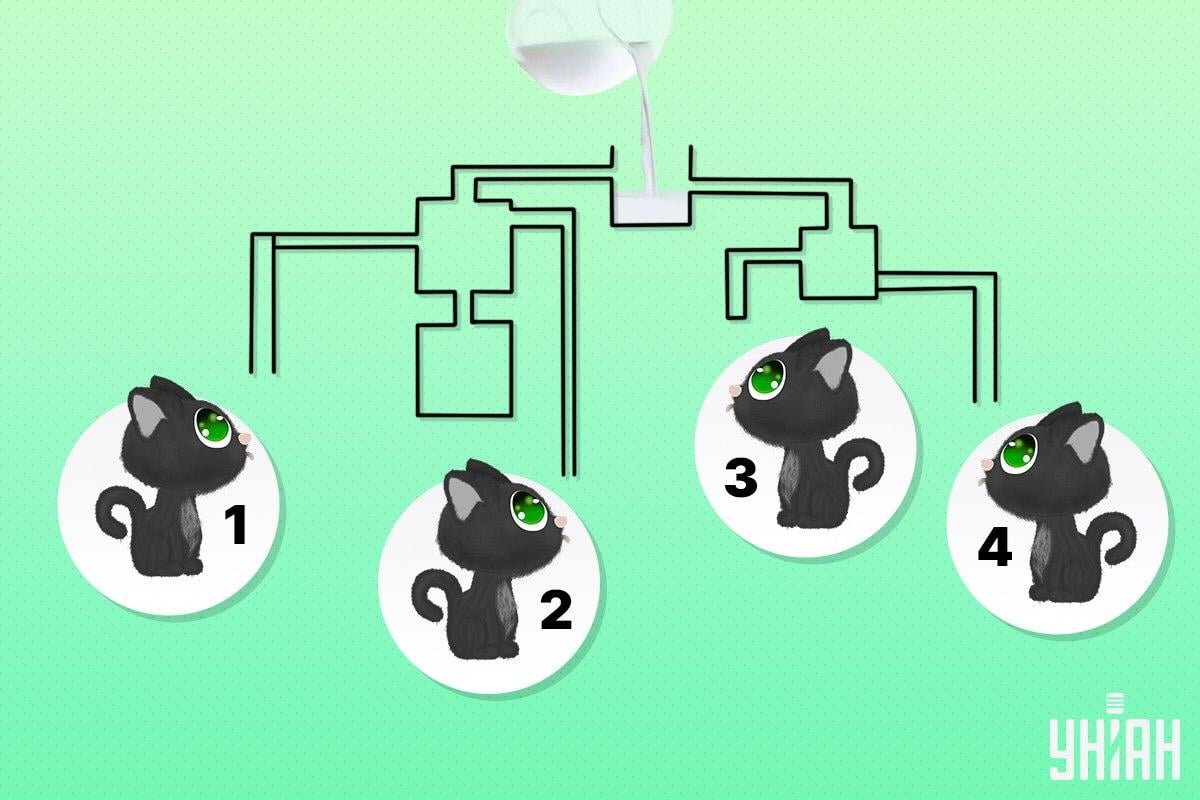 Βρείτε τη γάτα που μπορεί να είναι η πρώτη που θα πιει γάλα / Κολάζ Moje