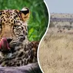 Η λεοπάρδαλη θα βρεθεί μόνο από εκείνους που έχουν "μάτια